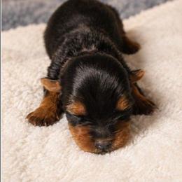Tink - Black and tan female Yorkshire Terrier puppy in Broxton, Georgia from More Than Family