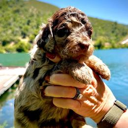 Anna - Red merle female Aussiedoodle puppy in Upper Lake, California from Redwood Aussiedoodles