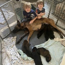 Belgian Malinois Puppies from Focused Obedient Belgian Malinois