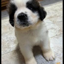 Orange collar - Mahogany and white male Saint Bernard puppy in New Philadelphia, Ohio from Fletchers Saints