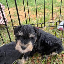 Red - Black and silver male Miniature Schnauzer puppy in Sparta, North Carolina from New River Miniature Schnauzers
