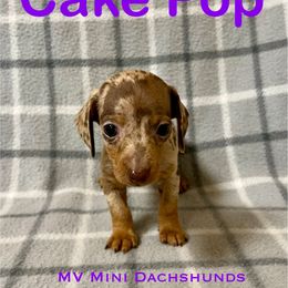 Cake Pop - Dapple male Dachshund puppy in Carlsbad, Texas from MV Mini Dachshunds