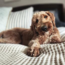 Honey - Double Doodle