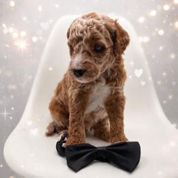 Doby - Apricot male Goldendoodle puppy in Creston, Ohio from Mini Doodles Dandy