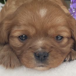 Cavalier King Charles Spaniels, Cavapoos, and Goldendoodles from FriendlyPals