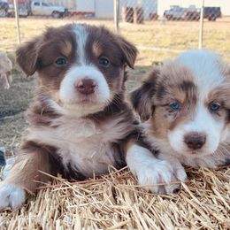Australian Shepherd Puppies from West River Creekside Aussies
