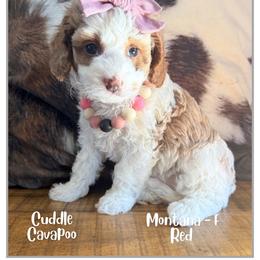 Montana - Blenheim female Cavapoo puppy in Fort Lupton, Colorado from Puppy Paws Colorado