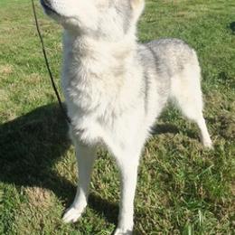 Siberian Husky All Grown Up from Twilights Kennel