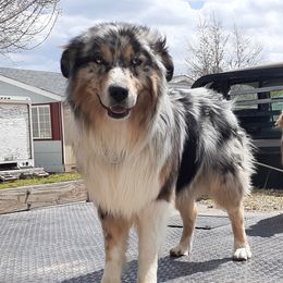 Beckingham - Australian Shepherd