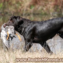 Dachshunds and Labrador Retrievers from Rockin M Kennel