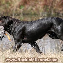 Dachshunds and Labrador Retrievers from Rockin M Kennel