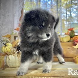 Pomsky Puppies from Blue Ridge Pomsky