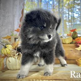 Pomsky Puppies from Blue Ridge Pomsky