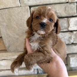 Merlot - Red and white male Cockapoo puppy in Connersville, Indiana from MoonShine Babies