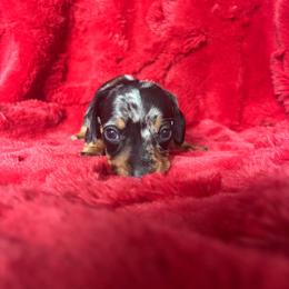 Apollo - Dapple male Dachshund puppy in Opelika, Alabama from Dachshund Darlins