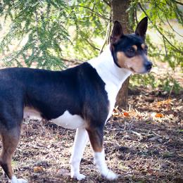 Liberty - Rat Terrier