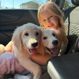 Girl 1 - Golden female Golden Retriever puppy in Murfreesboro, Tennessee from ATW Retrievers