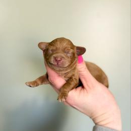 Zana F1b Toy - Red female Cavapoo puppy in Wamego, Kansas from Doodles of Oz