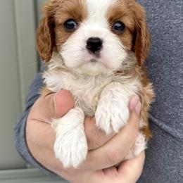 Cannoli - Blenheim female Cavalier King Charles Spaniel puppy in Boardman, Ohio from Taliaferro Kennel