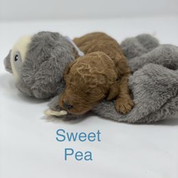 Goldendoodle Puppies from Bear Ridge Doodles