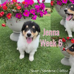 Jenna - Black white and tan female Collie puppy in Kingsport, Tennessee from Sweet Southern Collies