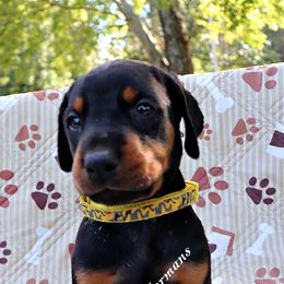 Yellow collar 380 - Black and rust male Doberman Pinscher puppy in Harmony, North Carolina from Havenhaus Dobermans
