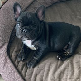 French Bulldog Puppies from Luna and London’s Puppies