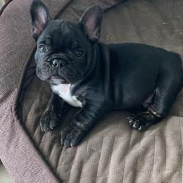 French Bulldog Puppies from Luna and London’s Puppies