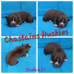 Faolan Female 1 - Red and white female Siberian Husky puppy in Hiawassee, Georgia from Chastains Huskies