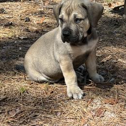 Boerboel Puppies from Catalina's Boerboels