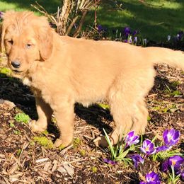 Golden Retriever Puppies from Singing Dog Farm