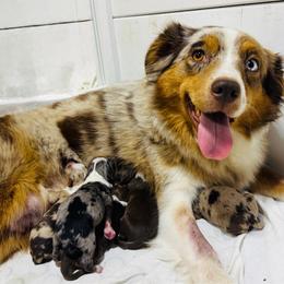Leila - Red merle female Miniature Australian Shepherd puppy in Hempstead, Texas from Young Gun Aussies