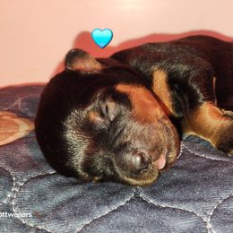 Rottweiler Puppies from Pearce Rottweilers