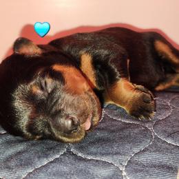 Rottweiler Puppies from Pearce Rottweilers