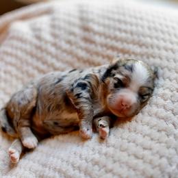 Poppy - Merle female Bernedoodle puppy in Narvon, Pennsylvania from CBKB Bernedoodle’s