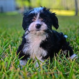 Havapoo and Pomsky Puppies from Pearl of the Orient Seas
