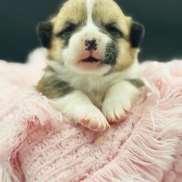 Female 2 - Red female Pembroke Welsh Corgi puppy in Hale, Michigan from All Hale Corgis