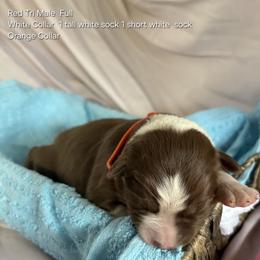 Orange Collar - Red tri-color male Australian Shepherd puppy in Selma, North Carolina from Eon's Aussies