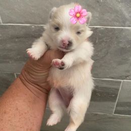 Pomeranian Puppies from My Star Pomeranian’s