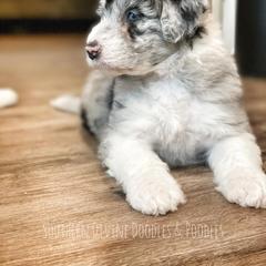 Bernedoodle and Bordoodle Puppies from Divine Doodles