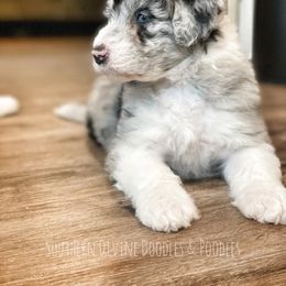 Bernedoodle and Bordoodle Puppies from Divine Doodles