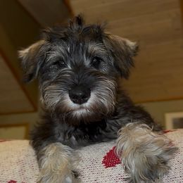 Chase - Black and silver male Miniature Schnauzer puppy in Akeley, Minnesota from Great Northern Schnauzers