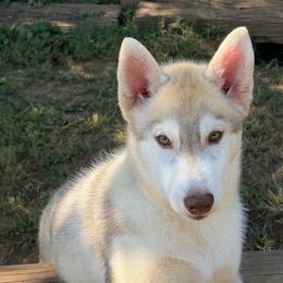 Hannah - Red and white female Siberian Husky puppy in Loudon, Tennessee from Kristari Siberians