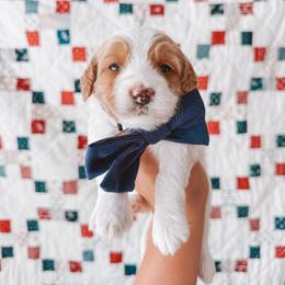 Hancock (Silver Collar) - Parti male Goldendoodle puppy in Beaverton, Oregon from Henry Elliots
