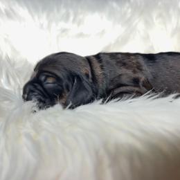 Girl 3 sable - Sable female Cocker Spaniel puppy in Oregon from Doc's Cockers