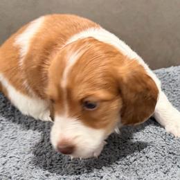 Drizzle - Piebald female Dachshund puppy in Wesley Chapel, Florida from Russell Lee Overton
