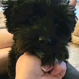 Mando - Yorkipoo