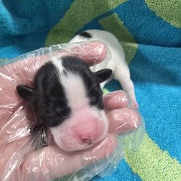 Holly - White and black female Papillon puppy in Hollister, Missouri from Swan Creek Kennel