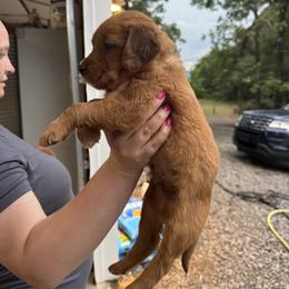 Boy 1 - Dark golden male Golden Retriever puppy in Charlotte, Michigan from White Birch Golden Retreivers LLC