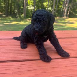 Girl 2 - Black female Poodle puppy in Bremen, Georgia from Kelley’s Poodle Patch
